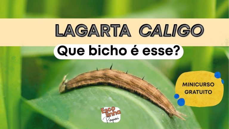 A Lagarta Caligo