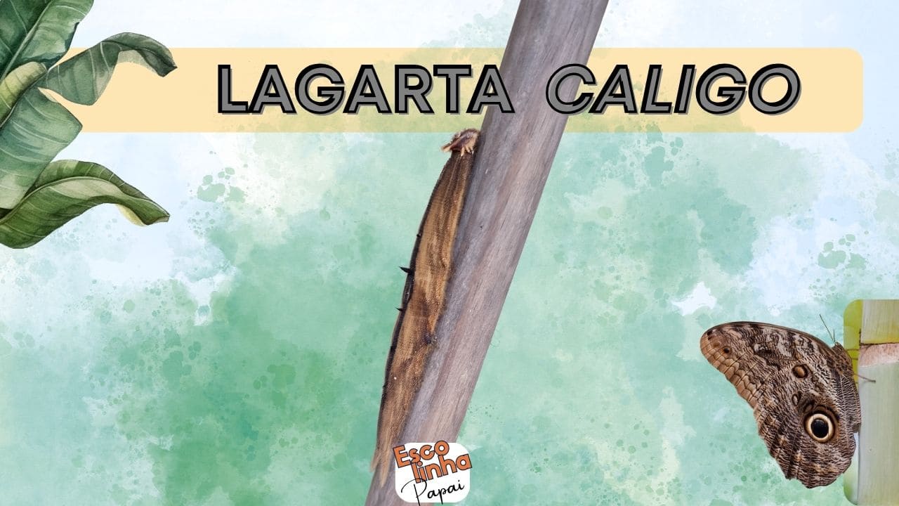 A lagarta Caligo e uma borboleta coruja
